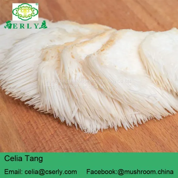Mushroom Professional Manufacturer Supply Lions Mane Mushroom photo-4