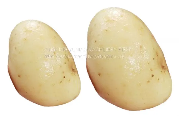 China Vegetable Washing Polishing Equipment Potato Processing Machine Manufacturer #Ghana WT/8613824555378 photo-4