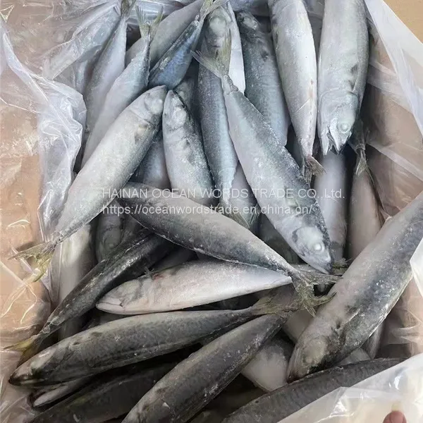 Pacific Mackerel 100-200 photo-3