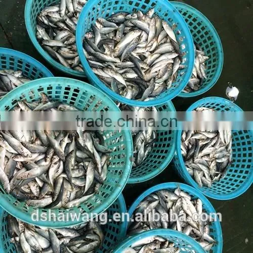 Frozen Seafood Small Eyes Horse Mackerel With Size - 50g photo-3