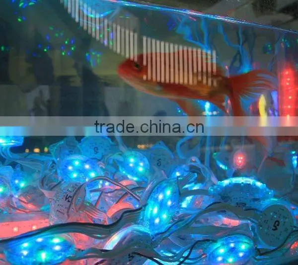 Hot Products Waterproof IP68 CE FCC Approved Outdoor Led Smd 5050 photo-3