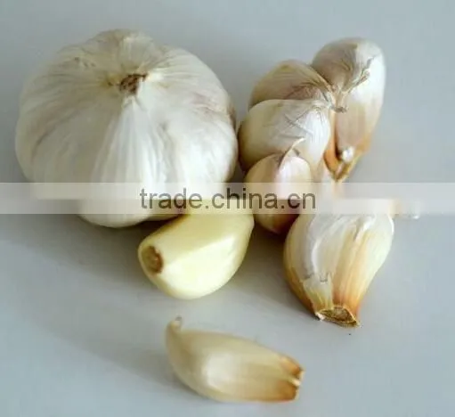 Automatic Electric Garlic Clove Separating/Breaking/Splitting Machine photo-5