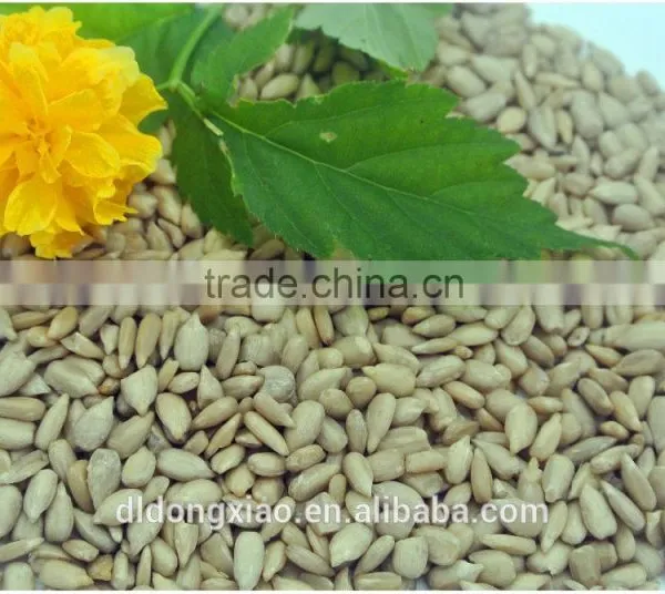 New Premium Sunflower Kernels Chocolate photo-3