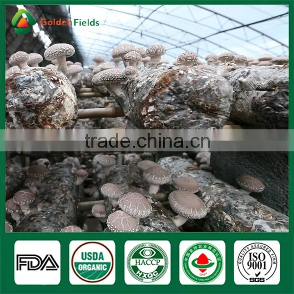 Shiitake Seeds,Shiitake Mushroom Farm,Shiitake Mushroom Spawn photo-5