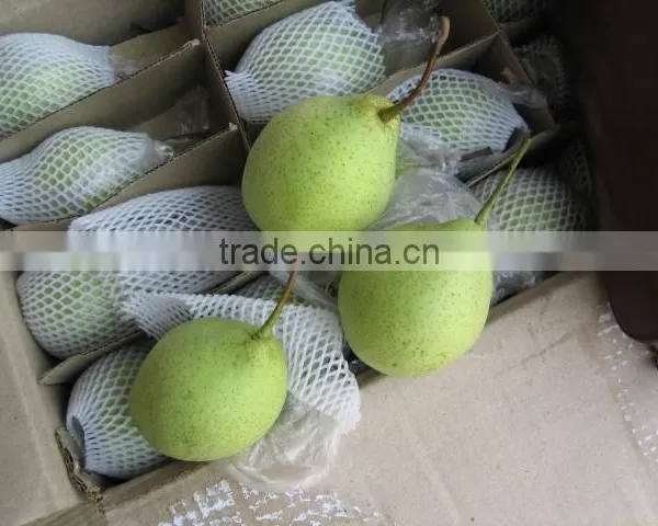 China Shandong Pear/China Delicious Nashi Pear/ya Pear photo-4