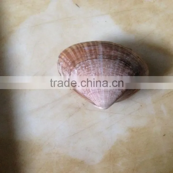 Frozen Boiled Surf Clam Meat With Stomach Removed photo-4