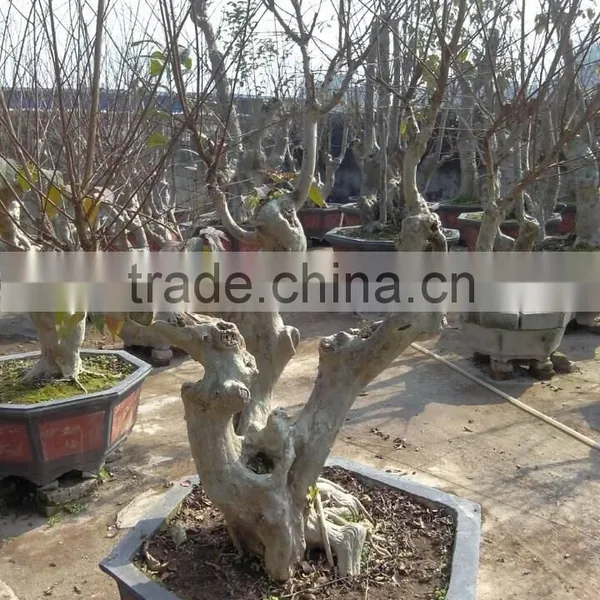 Lagerstroemia Indica L. Nursery photo-3