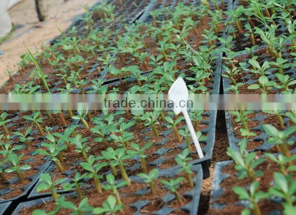 Desert Rose Seeds From China photo-3