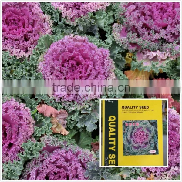 Cold Resistant Pink and Green Lolor Kale Seeds