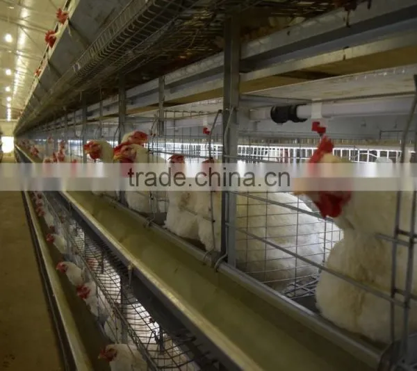 Battery Cages photo-6