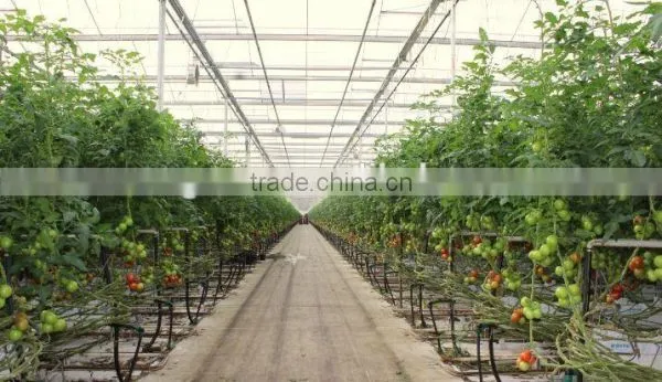 Vegetable Greenhouse photo-2
