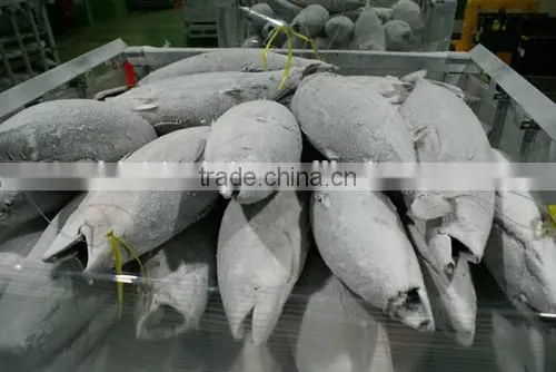 2016 Frozen Skipjack Tuna Whole Round IQF photo-3