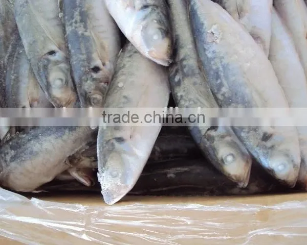 Frozen Whole Horse Mackerel Fish photo-4