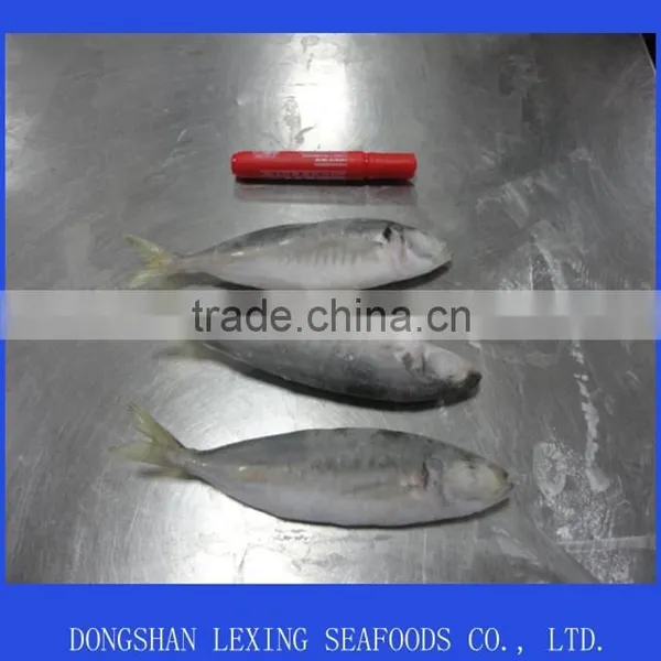 Frozen Mackerel Whole Round photo-2