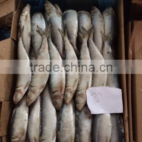 Good Price Wholesale Round Frozen Pilchard for Canning photo-2