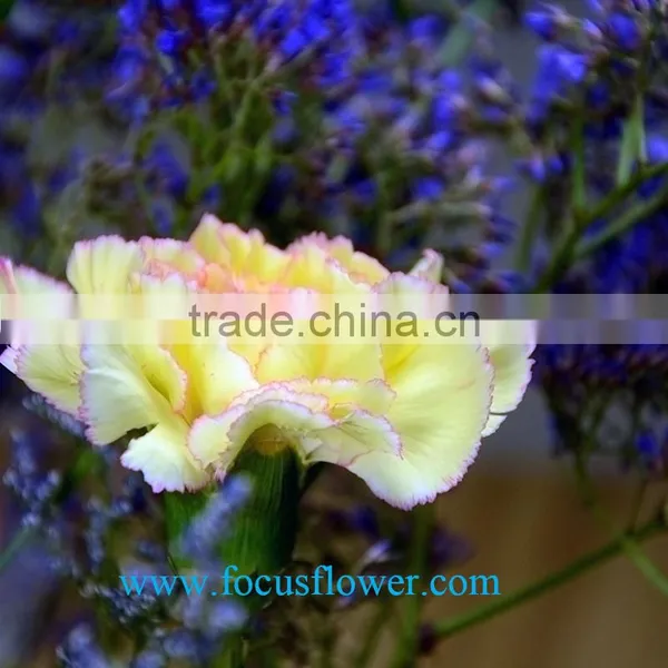 High Quality Fresh Cut Carnations Flower Rela Carnation Holiday Appliances photo-5