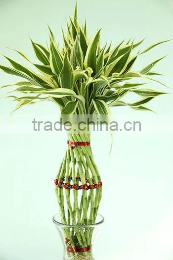 Lucky Bamboo