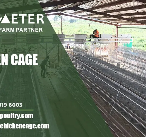 Layer Battery Cage Poultry Cages System for Abuja Nigeria
