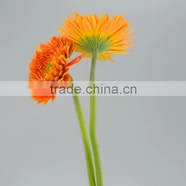 Popular Golden Sun Exquisite Wedding Flowers Gerberas photo-3