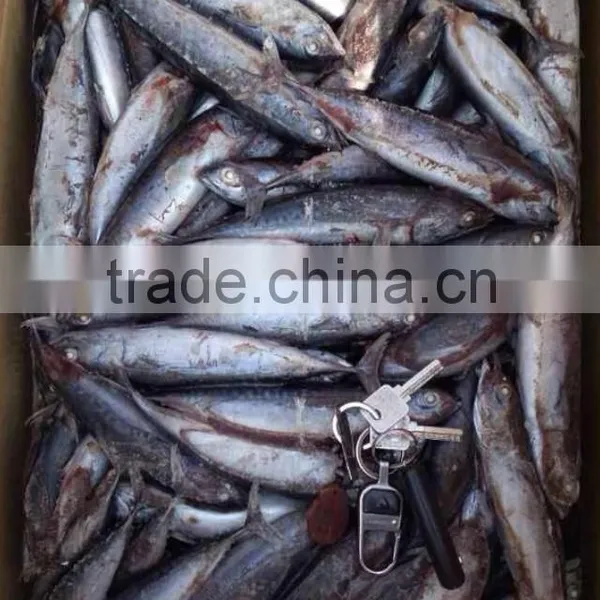 A Grade 5-8pcs/kg Seafrozen Bonito WR photo-4