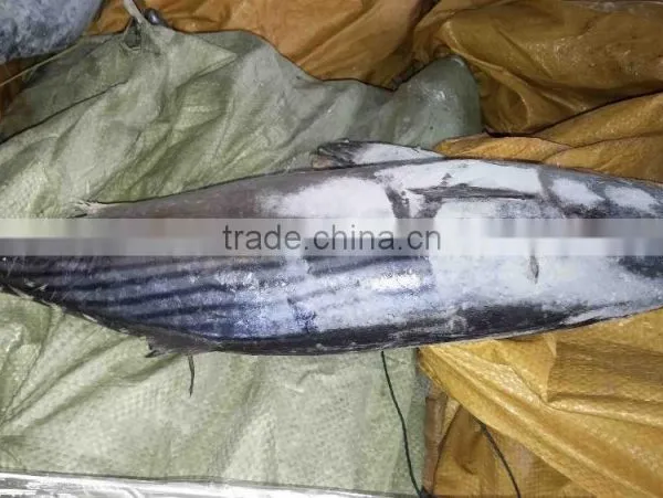 Competitive Price and High Quality Belted Bonito and Sarda Orientalis photo-6