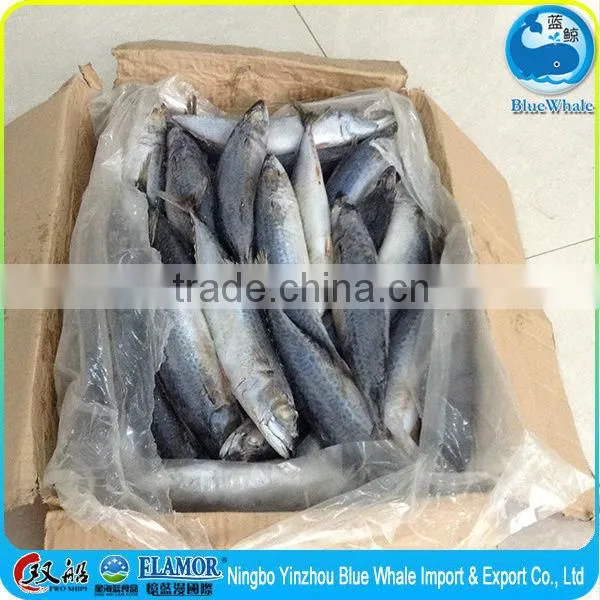 Net Weight Mackerel Fish 100% 15kg 10kg Mackerel photo-3