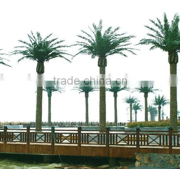 Canary Date Palm Tree