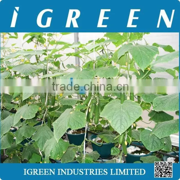 Dutch Pot Vegetable Growing System photo-6