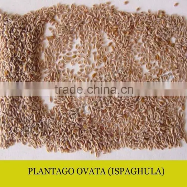 PSYLLIUM SEED
