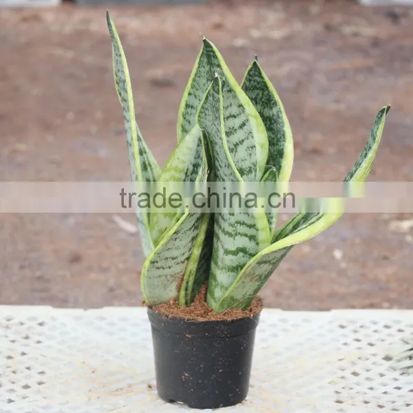 Dracaena Sanderiana Indoor Bonsai From Chinese