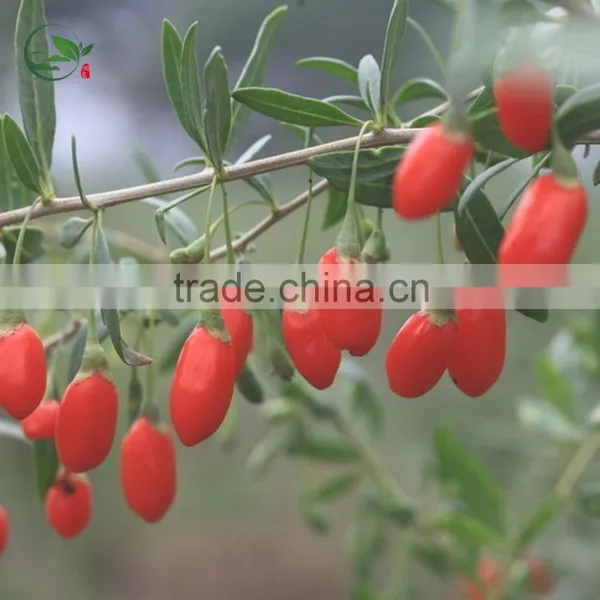 Dried Goji Berry Organic Goji Berries photo-4