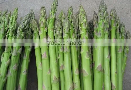Canned Green Asparagus Spears in Tins 340g photo-6