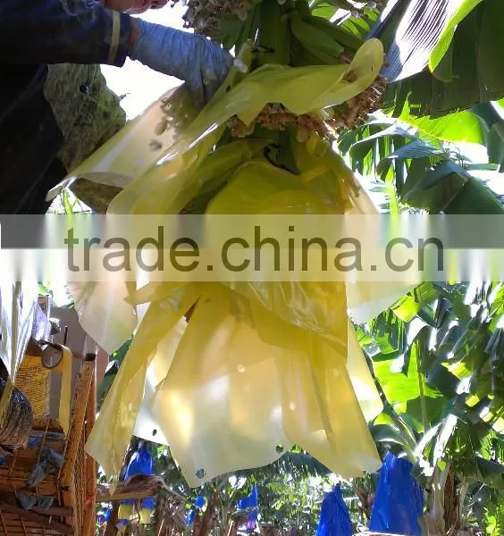Banana Clip-Sheet photo-5