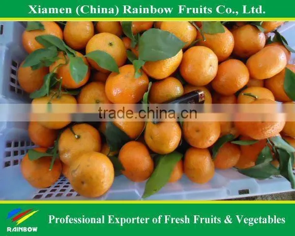 Fresh Shatang Orange
