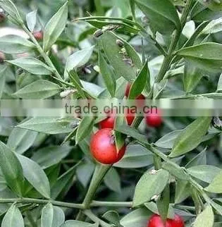 Butcher's Broom Root Extract Ruscus Aculeatus Root Extract photo-5