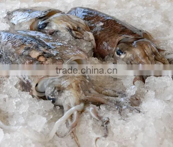 CUTTLE FISH FLAVORS/SEASONINGS