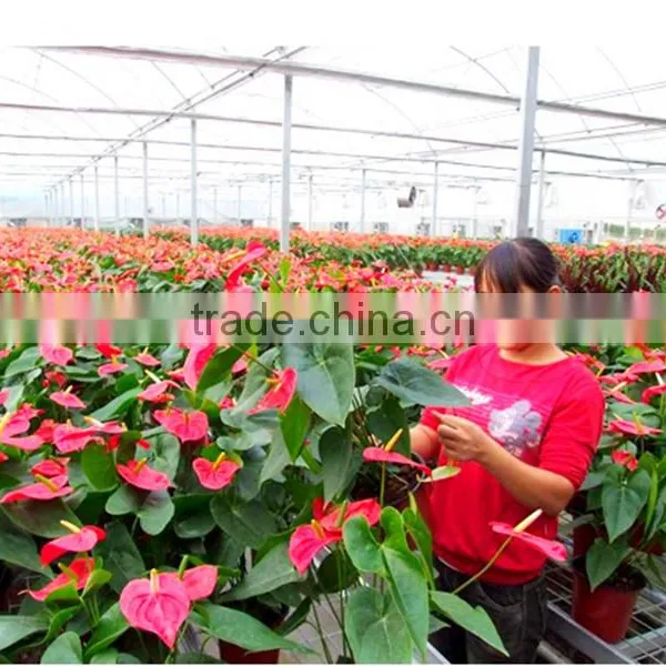 Made in China Garden Greenhouse,flower Greenhouses, Fiberglass Greenhouse photo-2