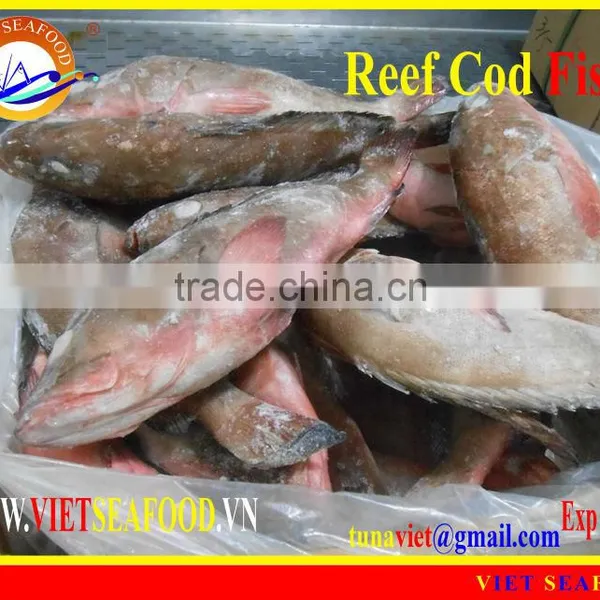 FROZEN WHOLE ROUND REEF COD FISH photo-3