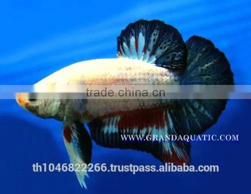 Betta Fish Farm For Sale and Aquarium Fish Exporter photo-5