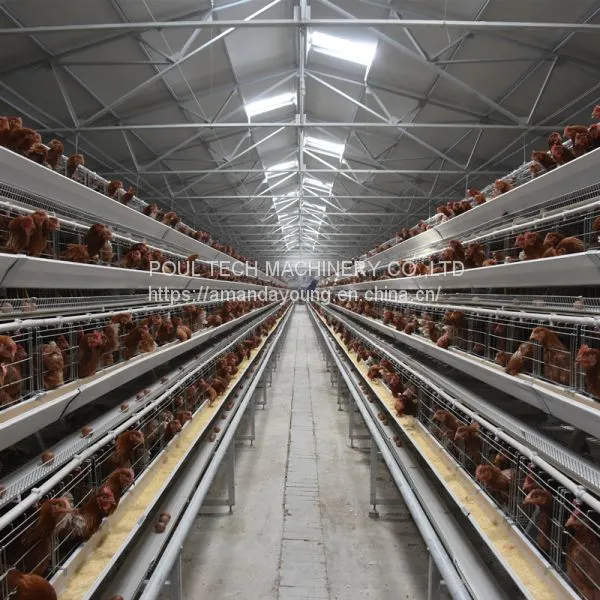 Battery Layer Chicken Cage & Poultry Cages photo-2