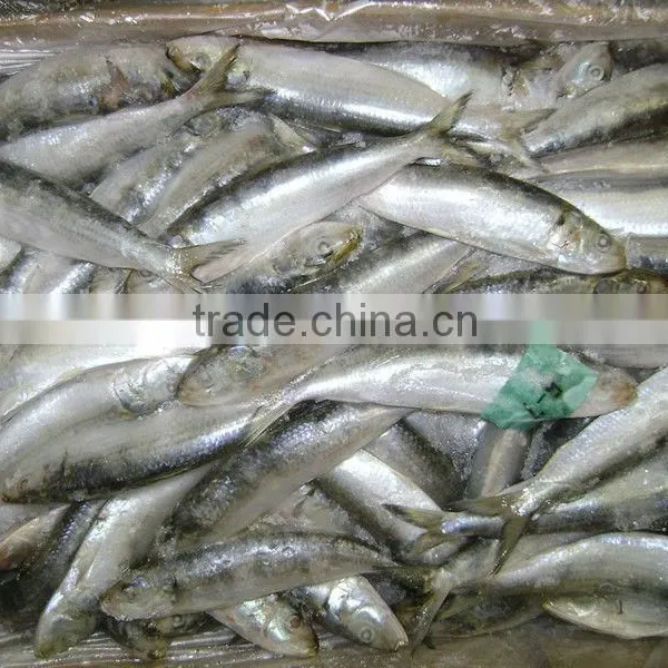 Frozen Sardine for Tuna Bait photo-2