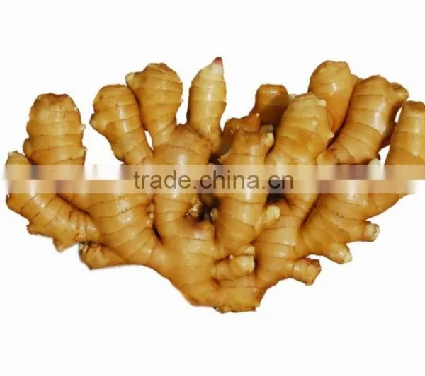 Fresh Ginger 2015new Crop photo-3
