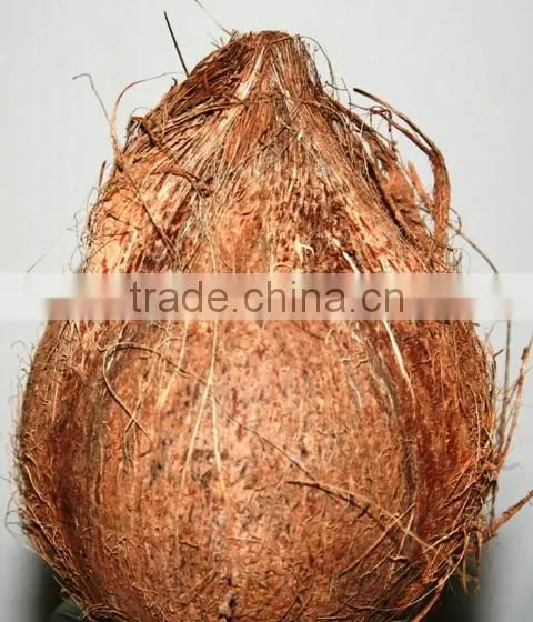 Fresh Semi Husked Coconuts