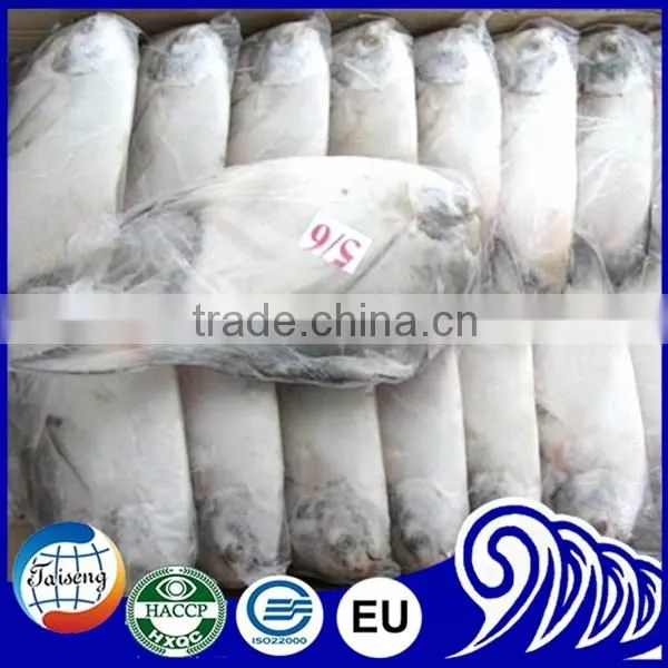 Frozen White Pomfret Fish photo-3