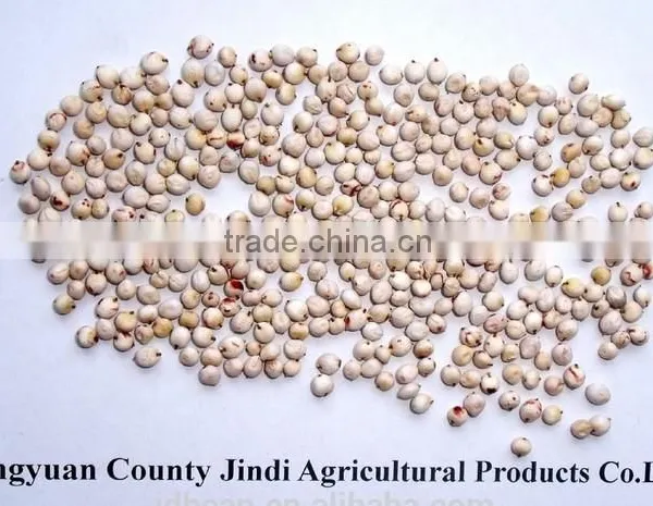 Chinese White Sorghum photo-2