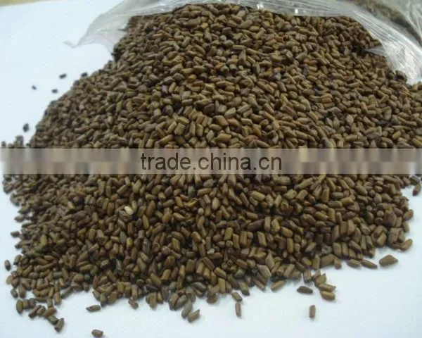 Cassia Tora Seeds photo-2