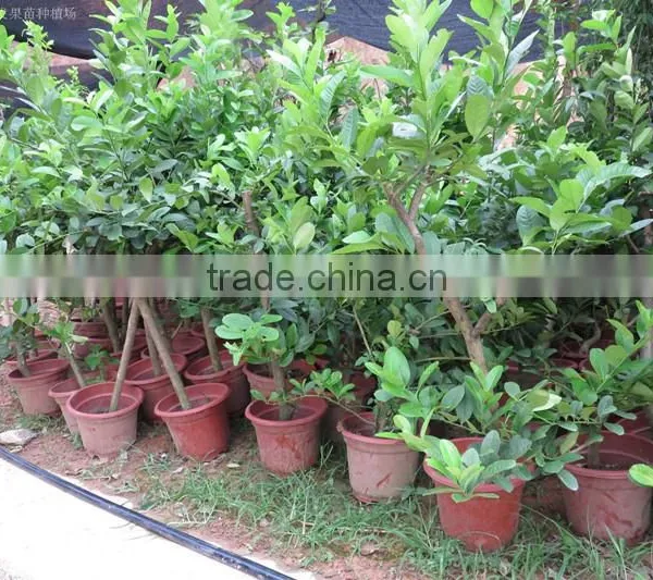 Lemon Tree photo-2