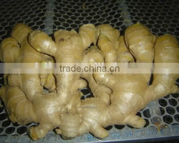 Fresh Mature Ginger photo-4