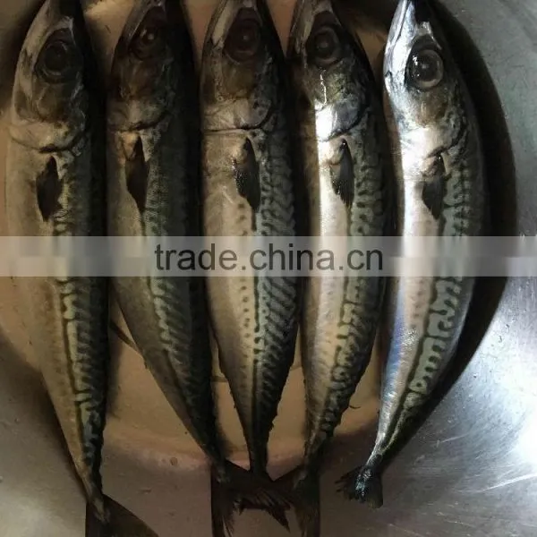 Whole Block Seafrozen Fish Pacific Mackerel and Frozen Fish photo-2