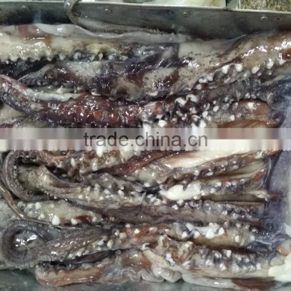 Frozen Giant Squid Tentacle photo-3
